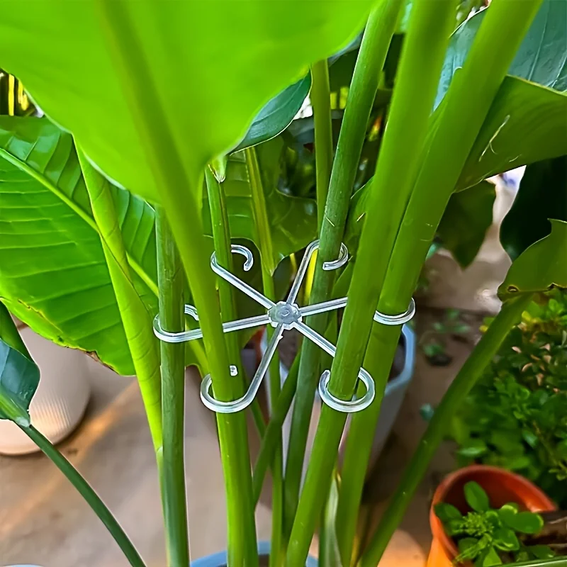 Набор из 4-х зажимов для подде – обзор и цена Variegated Monstera Node