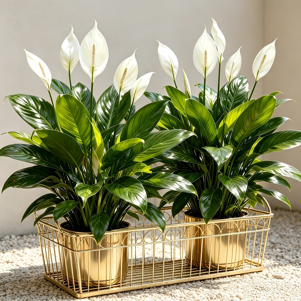 2 шт. высококачественное больш – обзор и цена Peace Lily White
