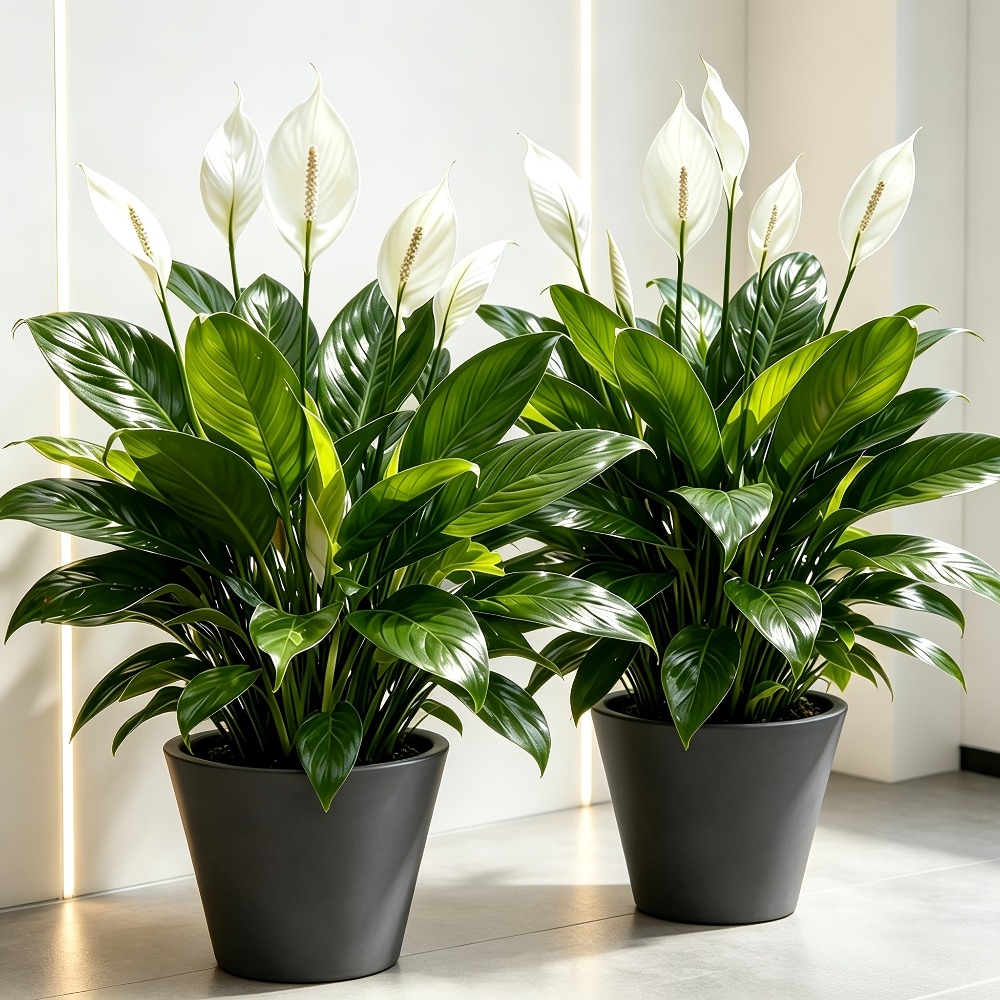 2 шт. высококачественное больш – обзор и цена Peace Lily White